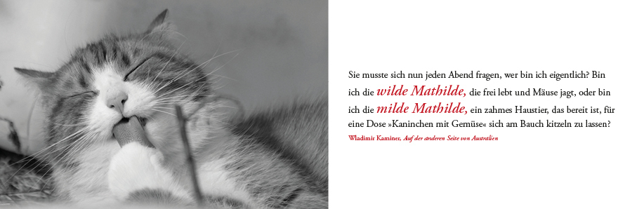 Bild: 9783747204979 | Literarischer Tischkalender Katzen 2024 | ars vivendi Verlag | 53 S.