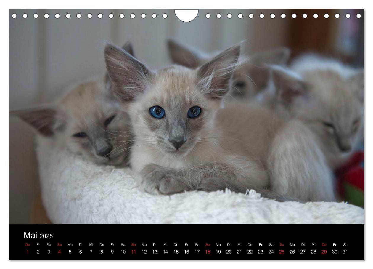 Bild: 9783435730070 | Orientalische Katzen (Wandkalender 2025 DIN A4 quer), CALVENDO...