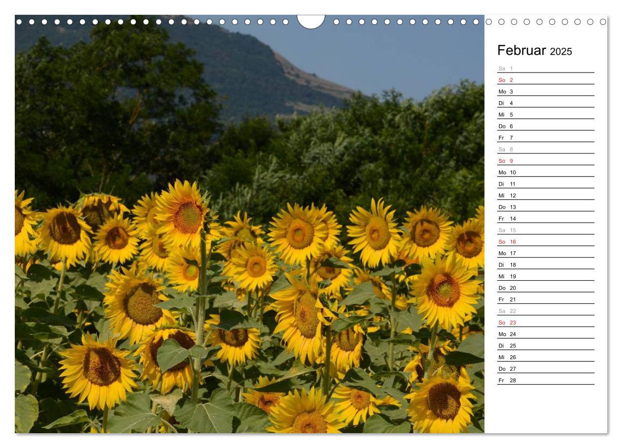 Bild: 9783435476770 | Ein Jahr lang Sonnenblumen (Wandkalender 2025 DIN A3 quer),...