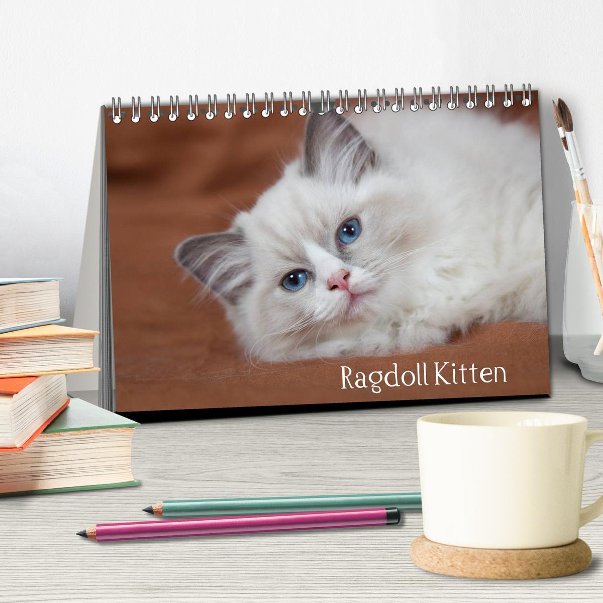 Bild: 9783435755318 | Ragdoll Kitten (Tischkalender 2025 DIN A5 quer), CALVENDO...