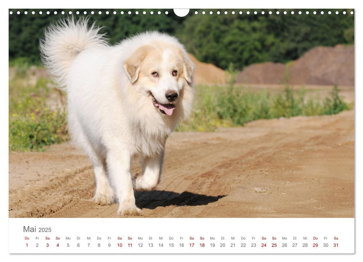 Bild: 9783435054695 | Pyrenäenberghunde (Wandkalender 2025 DIN A3 quer), CALVENDO...