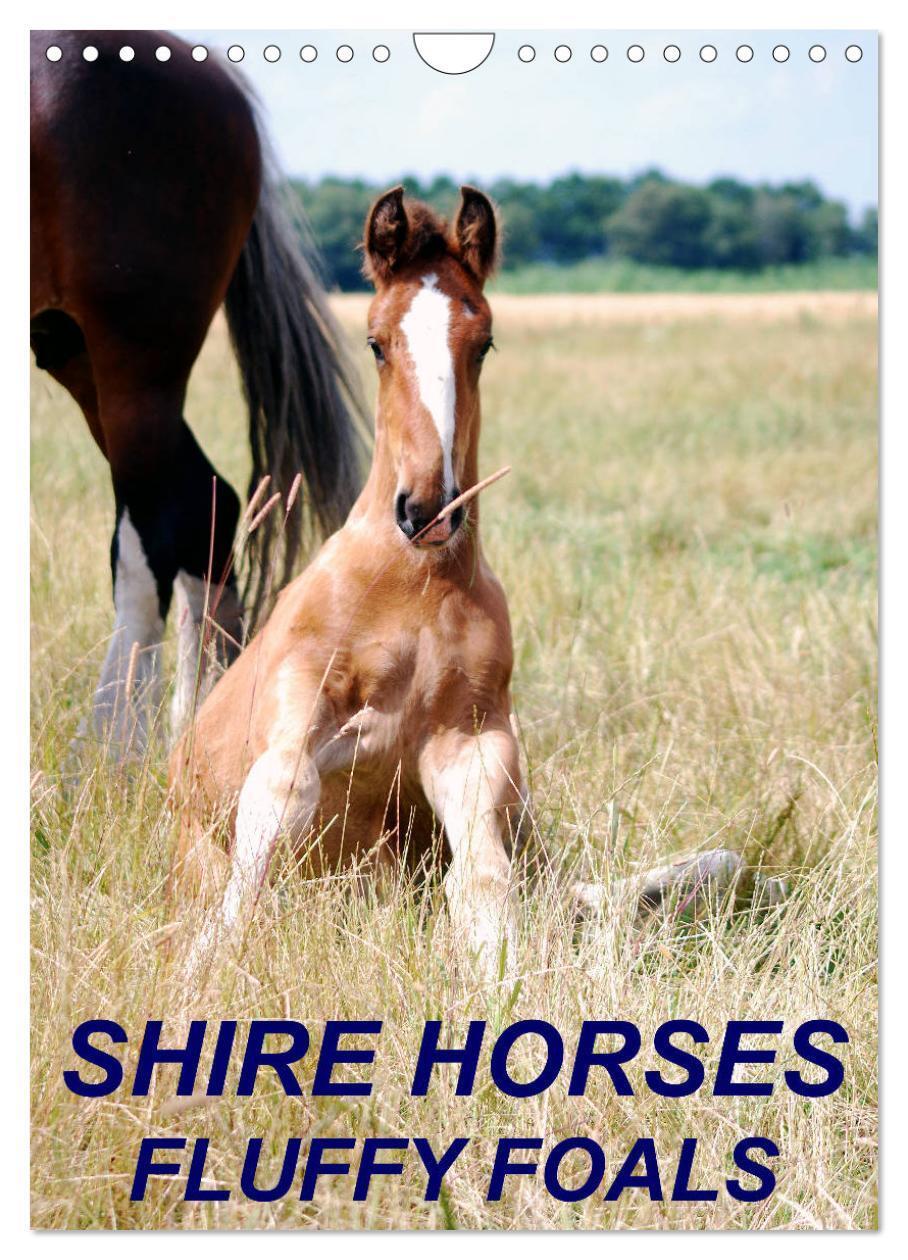 Cover: 9781325882830 | Shire Horses, Fluffy Foals (Wall Calendar 2024 DIN A4 portrait),...