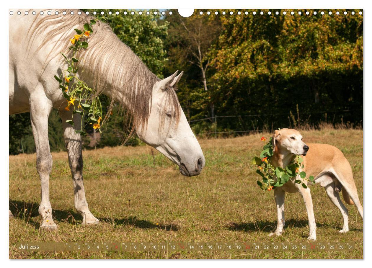 Bild: 9783435274499 | Pferd und Hund - Vierbeinige Freunde (Wandkalender 2025 DIN A3...