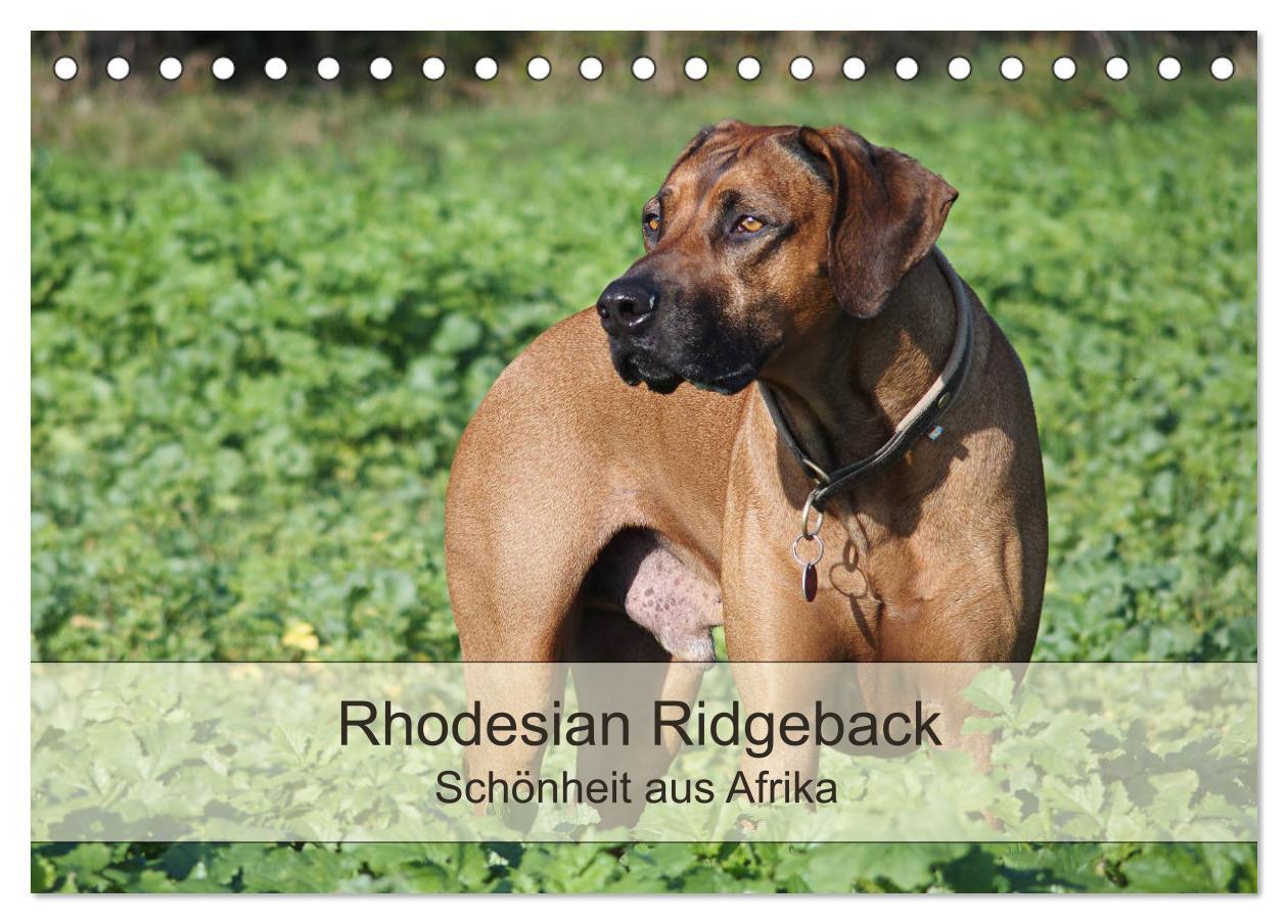 Cover: 9783435473816 | Rhodesian Ridgeback Schönheit aus Afrika (Tischkalender 2025 DIN A5...