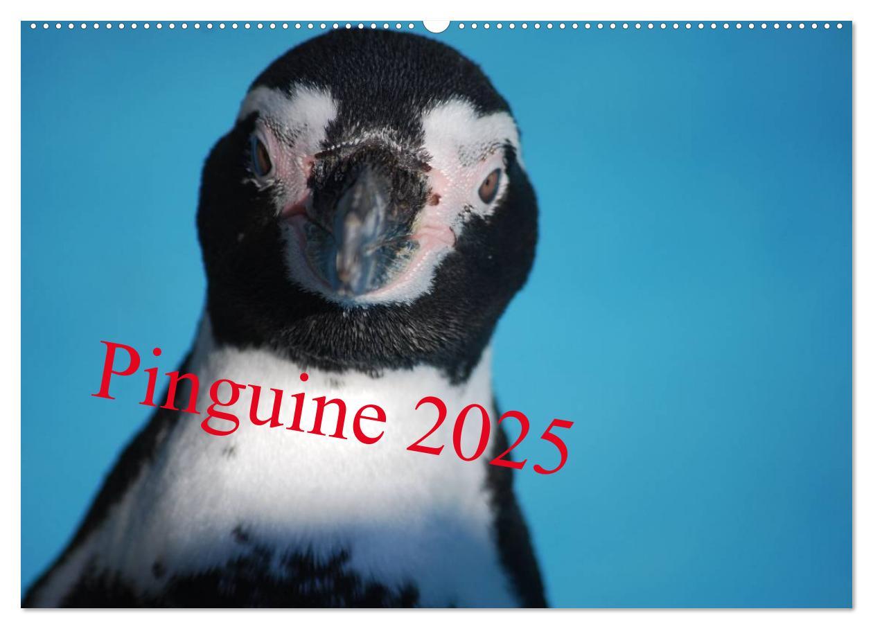 Cover: 9783435789603 | Pinguine 2025 (Wandkalender 2025 DIN A2 quer), CALVENDO Monatskalender