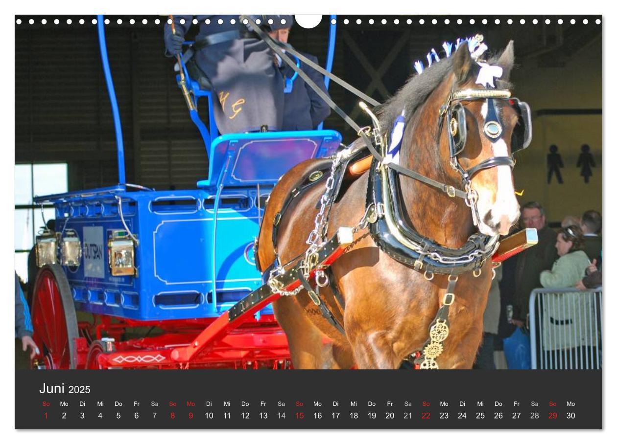 Bild: 9783435761708 | Shire Horse ¿ Prunkvolle Giganten (Wandkalender 2025 DIN A3 quer),...