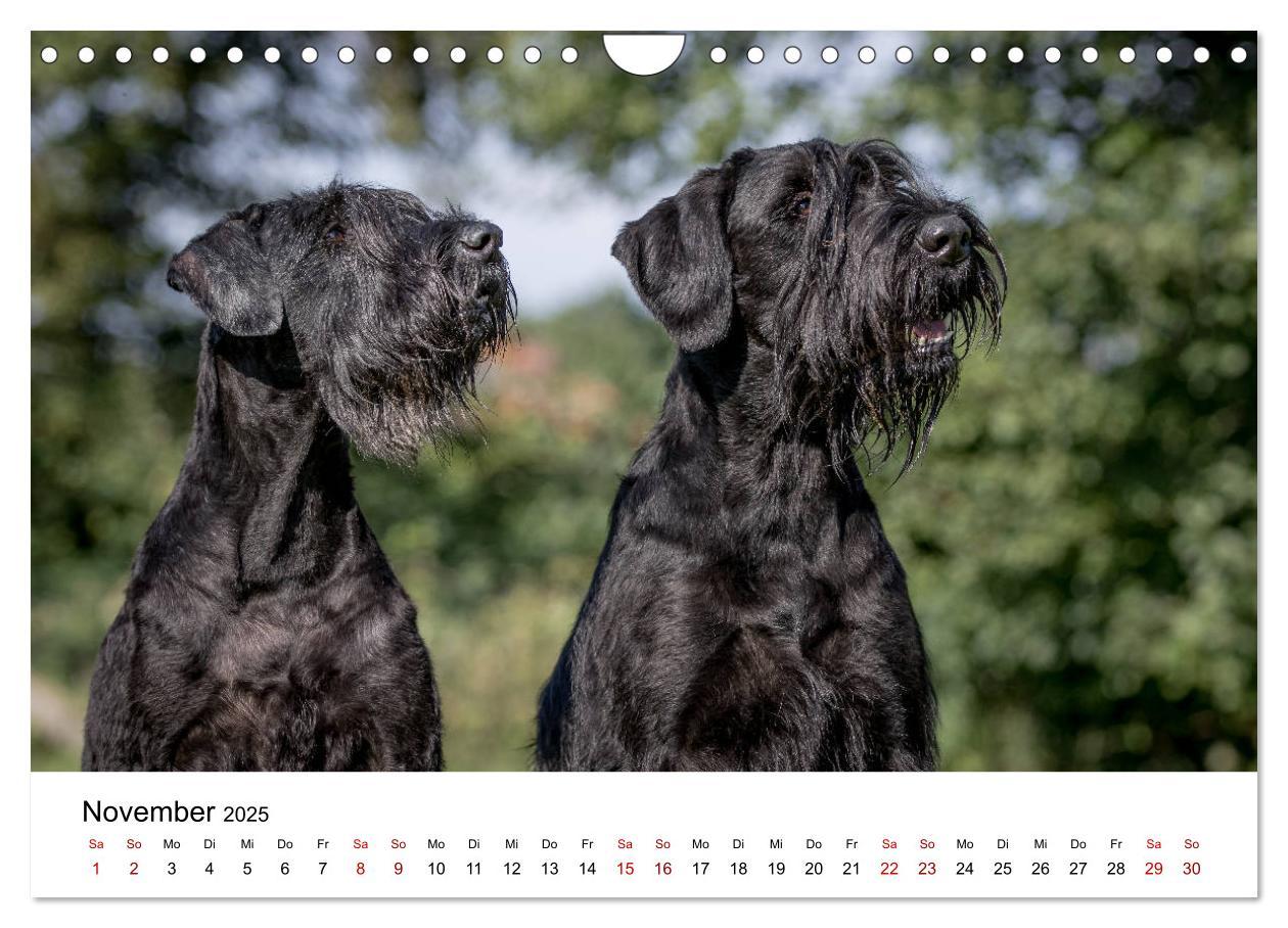 Bild: 9783435424887 | Schnauzer... von Zwergen und Riesen 2025 (Wandkalender 2025 DIN A4...