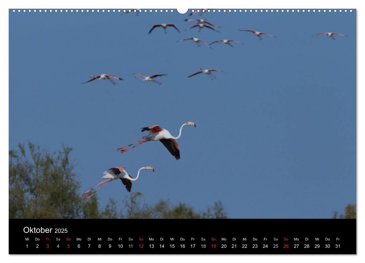 Bild: 9783435674473 | Flamingos der Camargue 2025 (Wandkalender 2025 DIN A2 quer),...