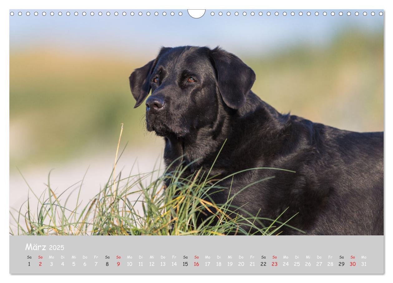 Bild: 9783435532025 | Liebenswerter Labrador 2025 (Wandkalender 2025 DIN A3 quer),...