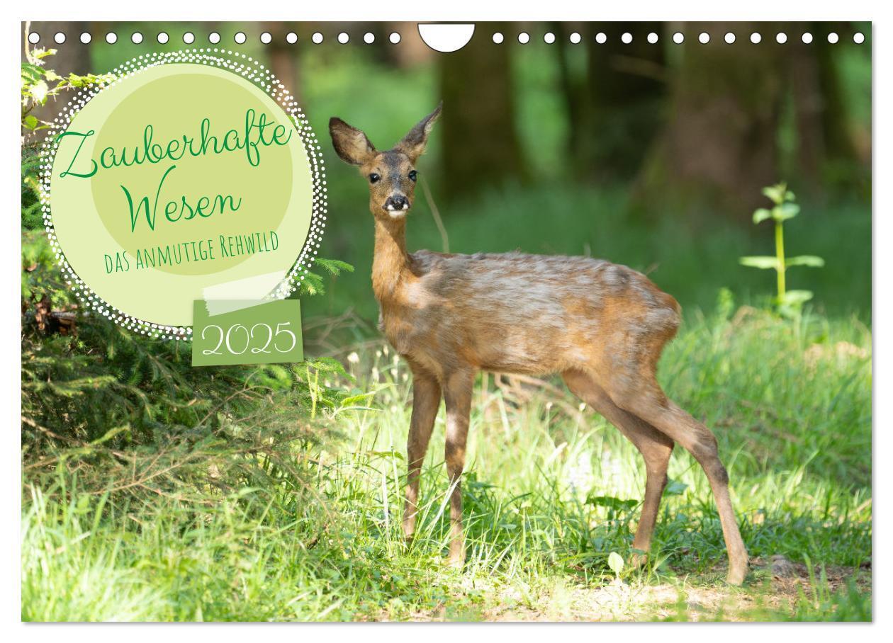 Cover: 9783457175958 | Zauberhafte Wesen - anmutiges Rehwild (Wandkalender 2025 DIN A4...