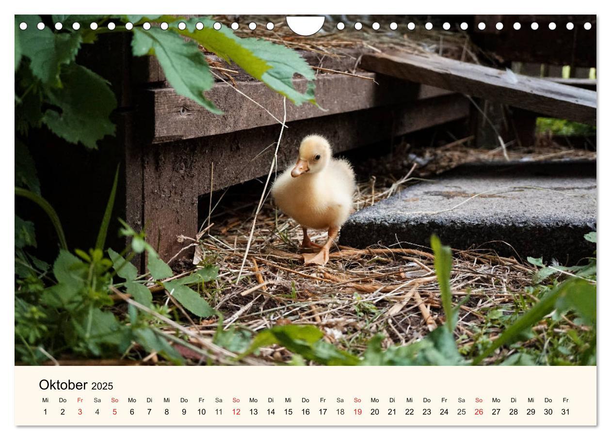 Bild: 9783435316755 | Gänse. Von wegen dumme Gans! (Wandkalender 2025 DIN A4 quer),...