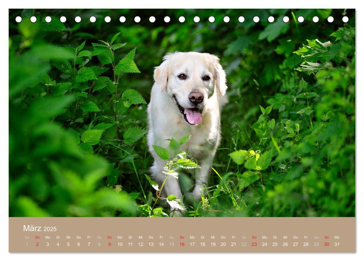 Bild: 9783435743162 | Golden Retriever (Tischkalender 2025 DIN A5 quer), CALVENDO...