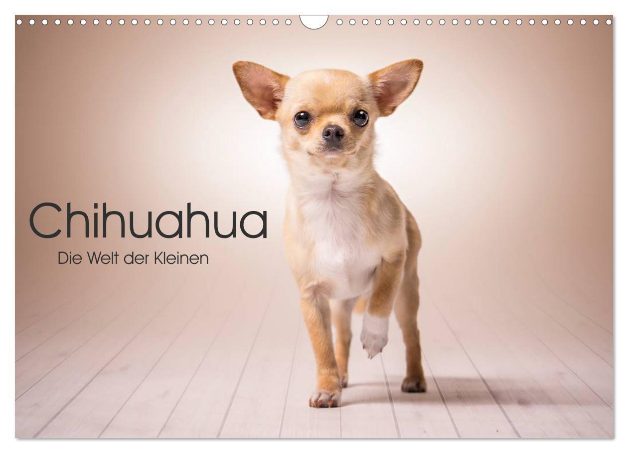 Cover: 9783383313585 | Chihuahua - Die Welt der Kleinen (Wandkalender 2024 DIN A3 quer),...