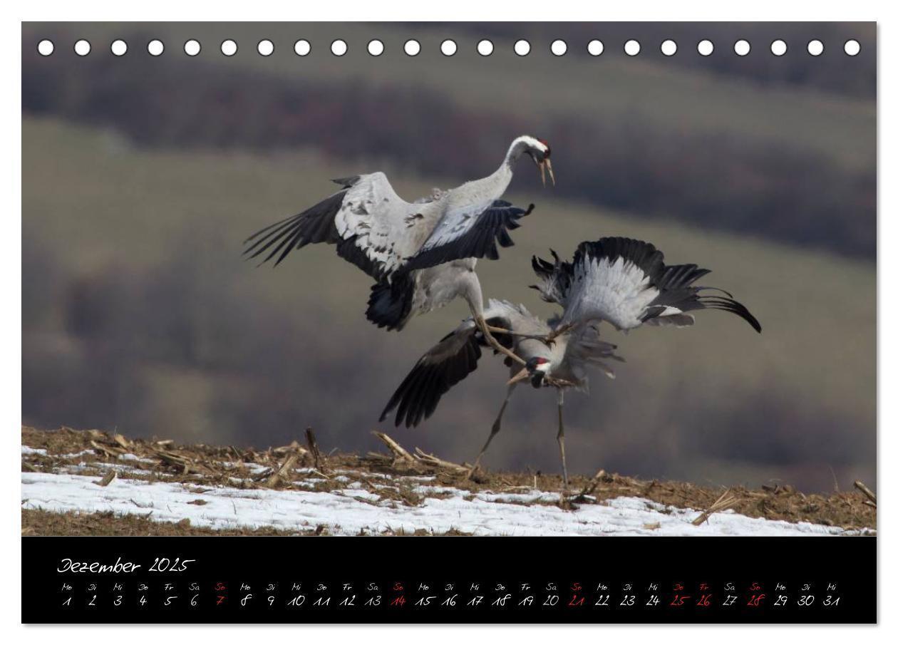 Bild: 9783435808489 | Kraniche - Vögel des Glücks (Tischkalender 2025 DIN A5 quer),...