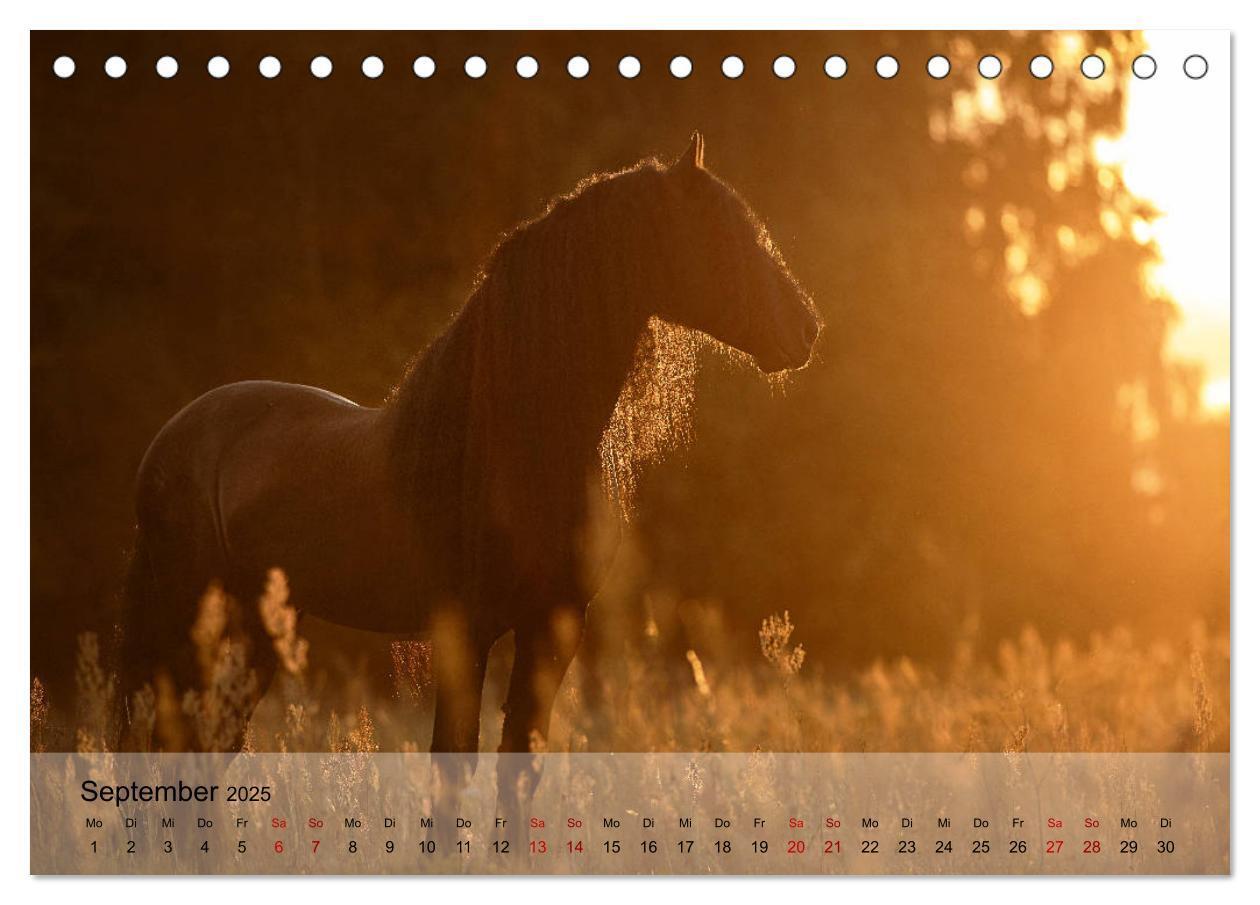 Bild: 9783435288441 | Pferdezauber 2025 (Tischkalender 2025 DIN A5 quer), CALVENDO...