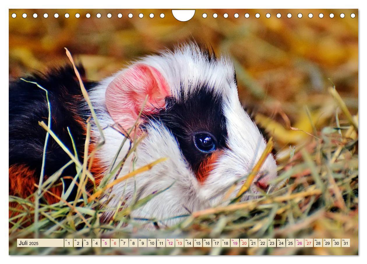 Bild: 9783435365272 | Meerschweinchen - so süß (Wandkalender 2025 DIN A4 quer), CALVENDO...