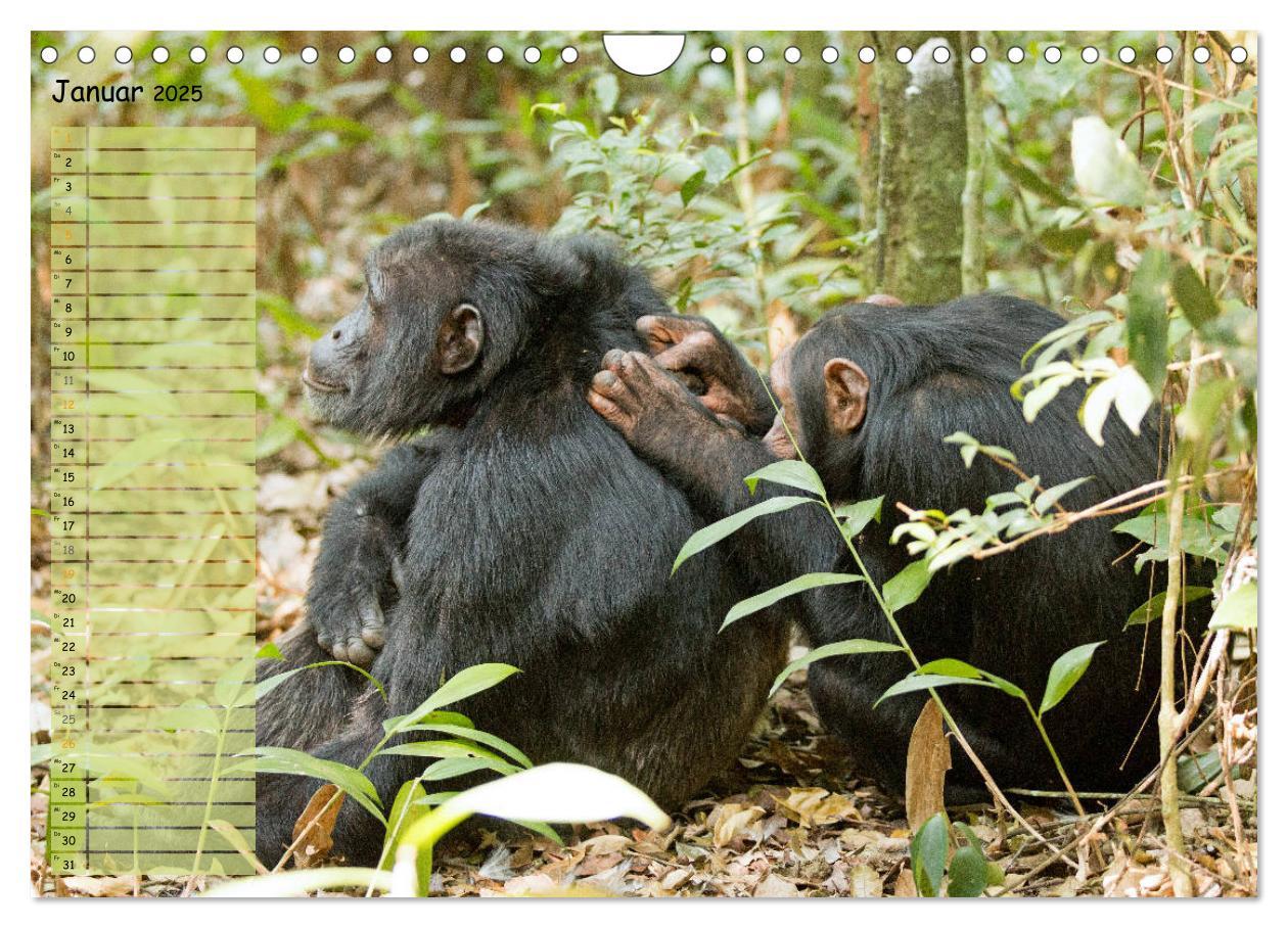 Bild: 9783435287963 | In freier Natur Affen, unsere nächsten Verwandten (Wandkalender...