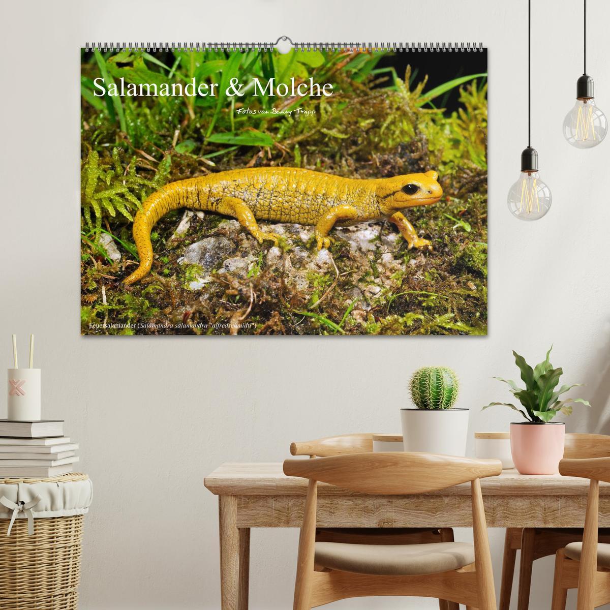 Bild: 9783435771837 | Salamander und Molche (Wandkalender 2025 DIN A2 quer), CALVENDO...