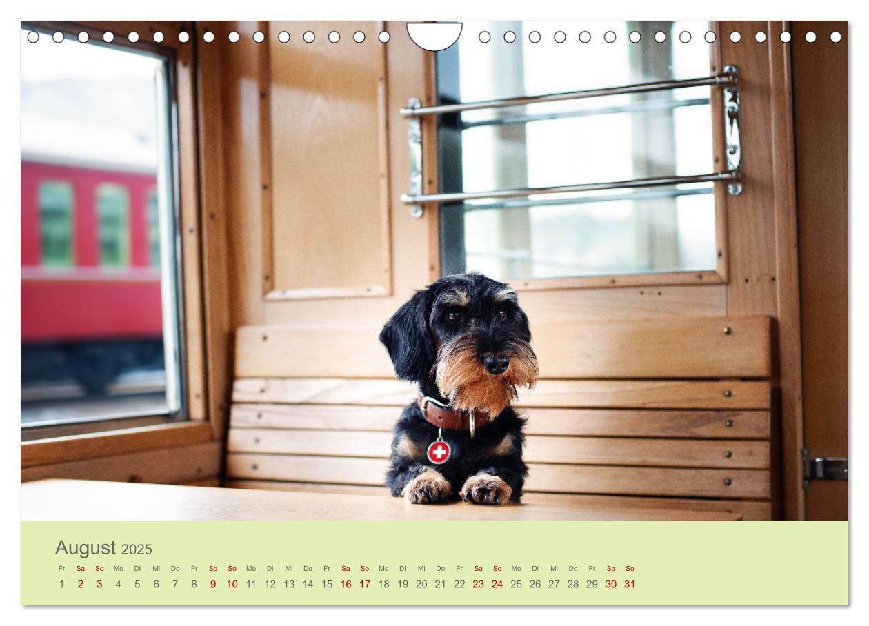 Bild: 9783457206362 | Dackel unterwegs (Wandkalender 2025 DIN A4 quer), CALVENDO...