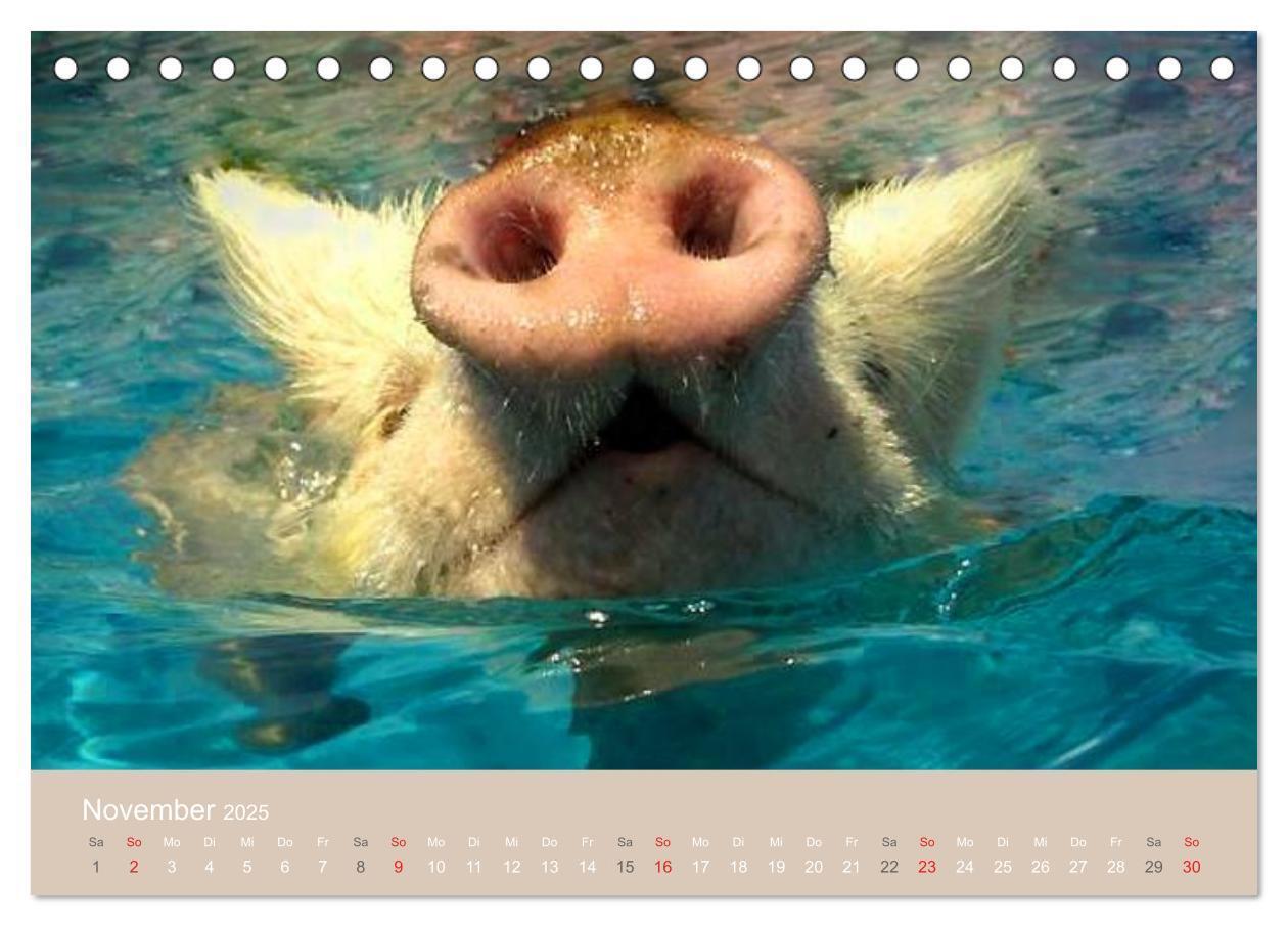 Bild: 9783435738816 | Schwimmende Schweine auf den Bahamas! (Tischkalender 2025 DIN A5...