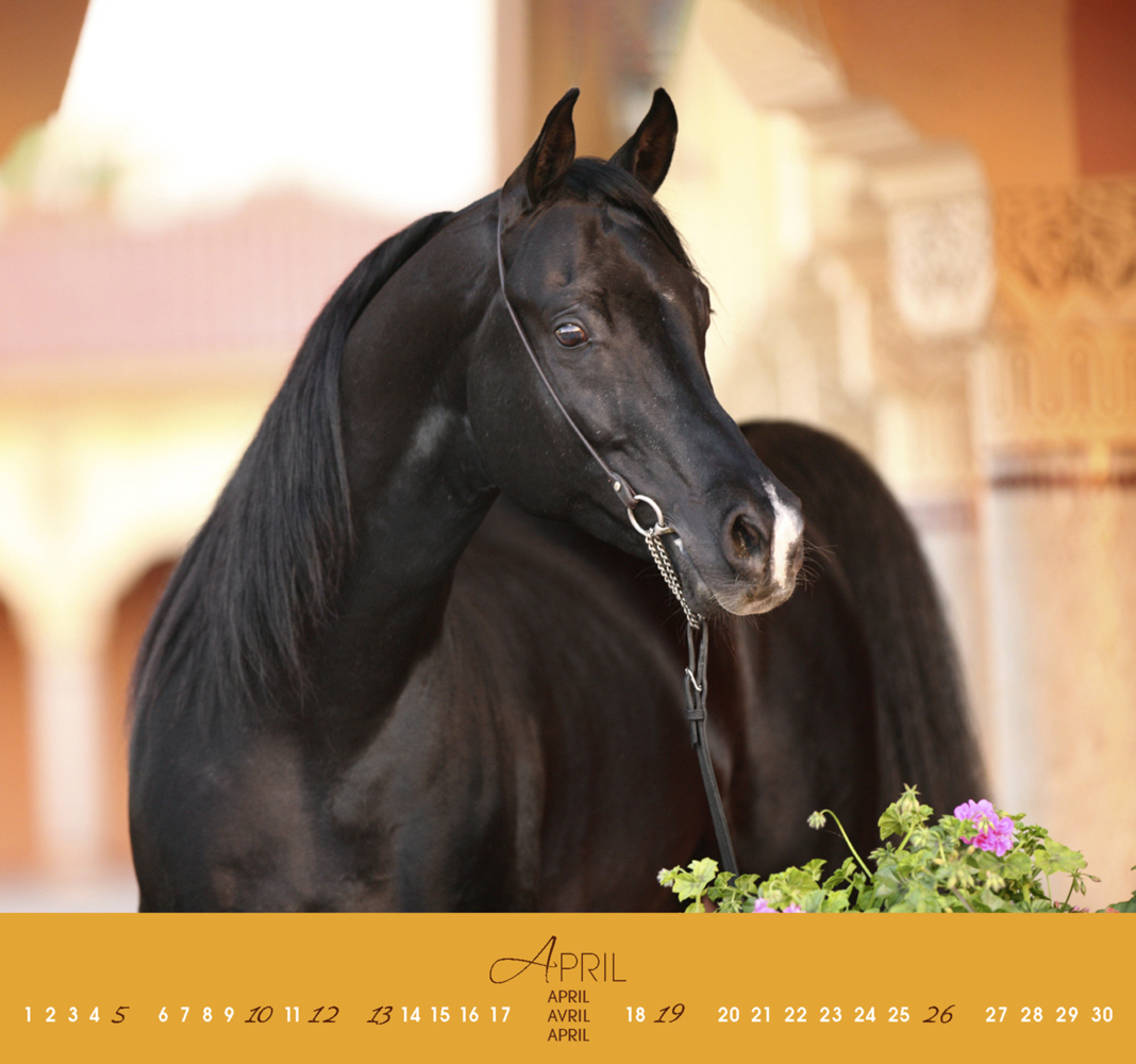 Bild: 9783964120625 | Fascination 2024, m. 1 Beilage | Arabische Pferde | Gabriele Boiselle