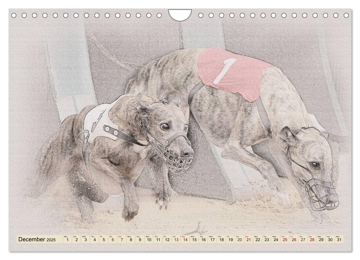 Bild: 9781325992690 | Whippets 2025 (Wall Calendar 2025 DIN A4 landscape), CALVENDO 12...