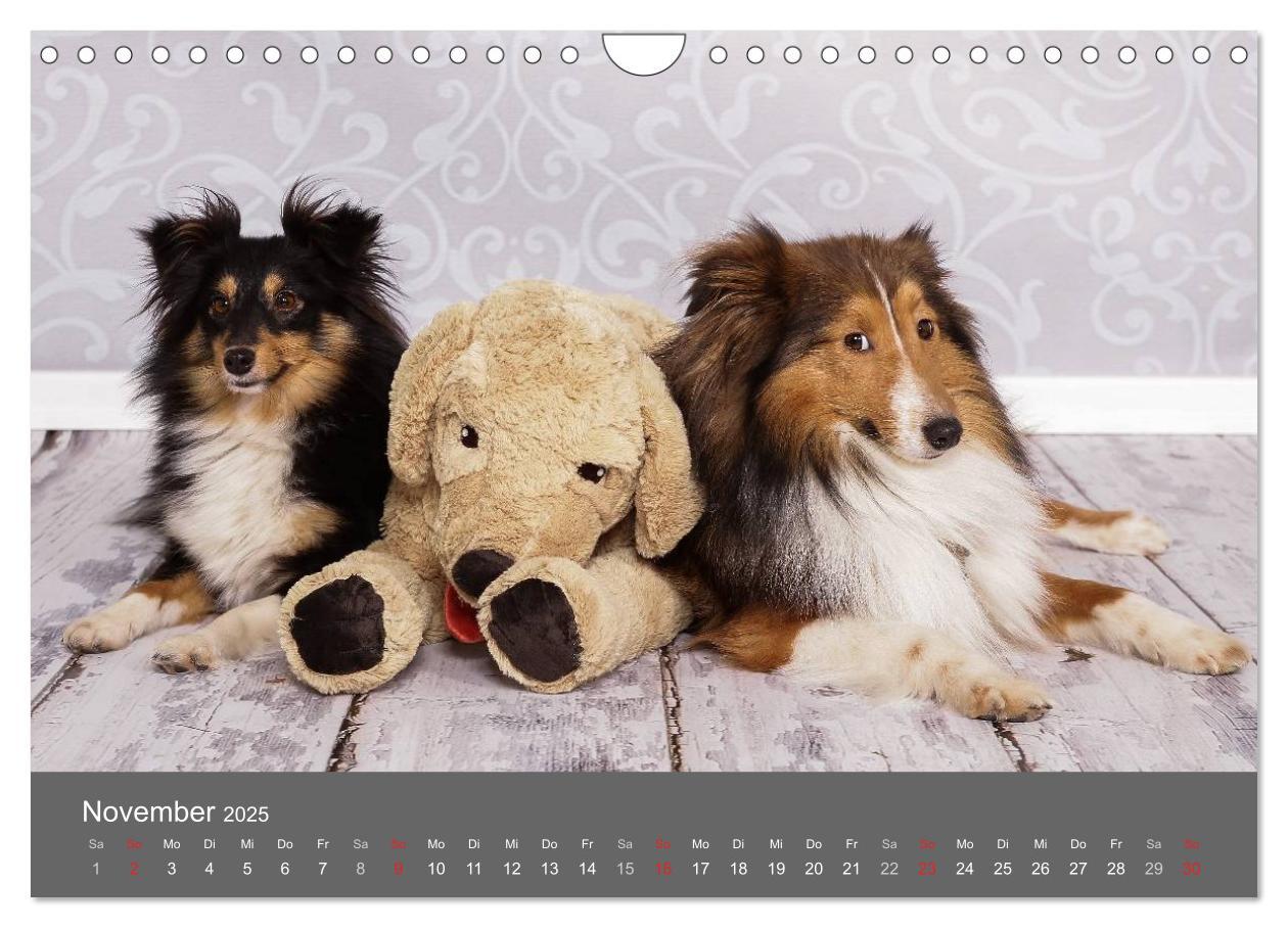 Bild: 9783435732166 | Shelties : Charmeure auf 4 Pfoten (Wandkalender 2025 DIN A4 quer),...