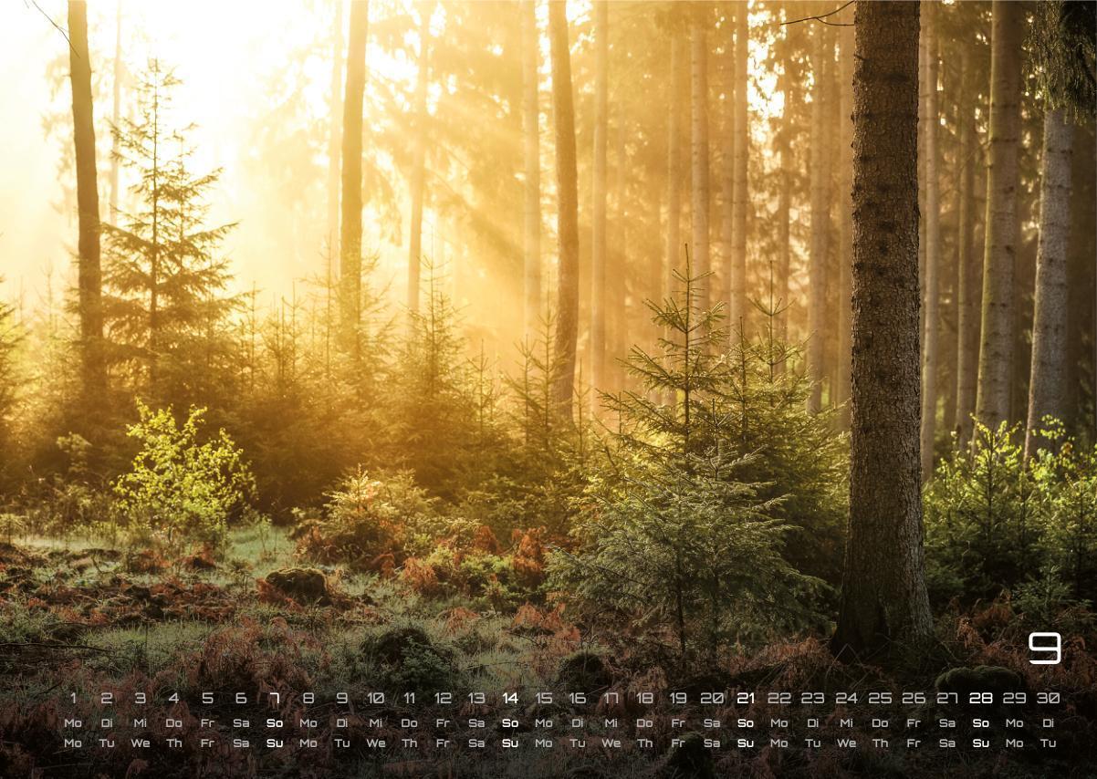 Bild: 9783986734480 | Wald - Erholung für Mensch und Tier - 2025 - Kalender DIN A3 | de