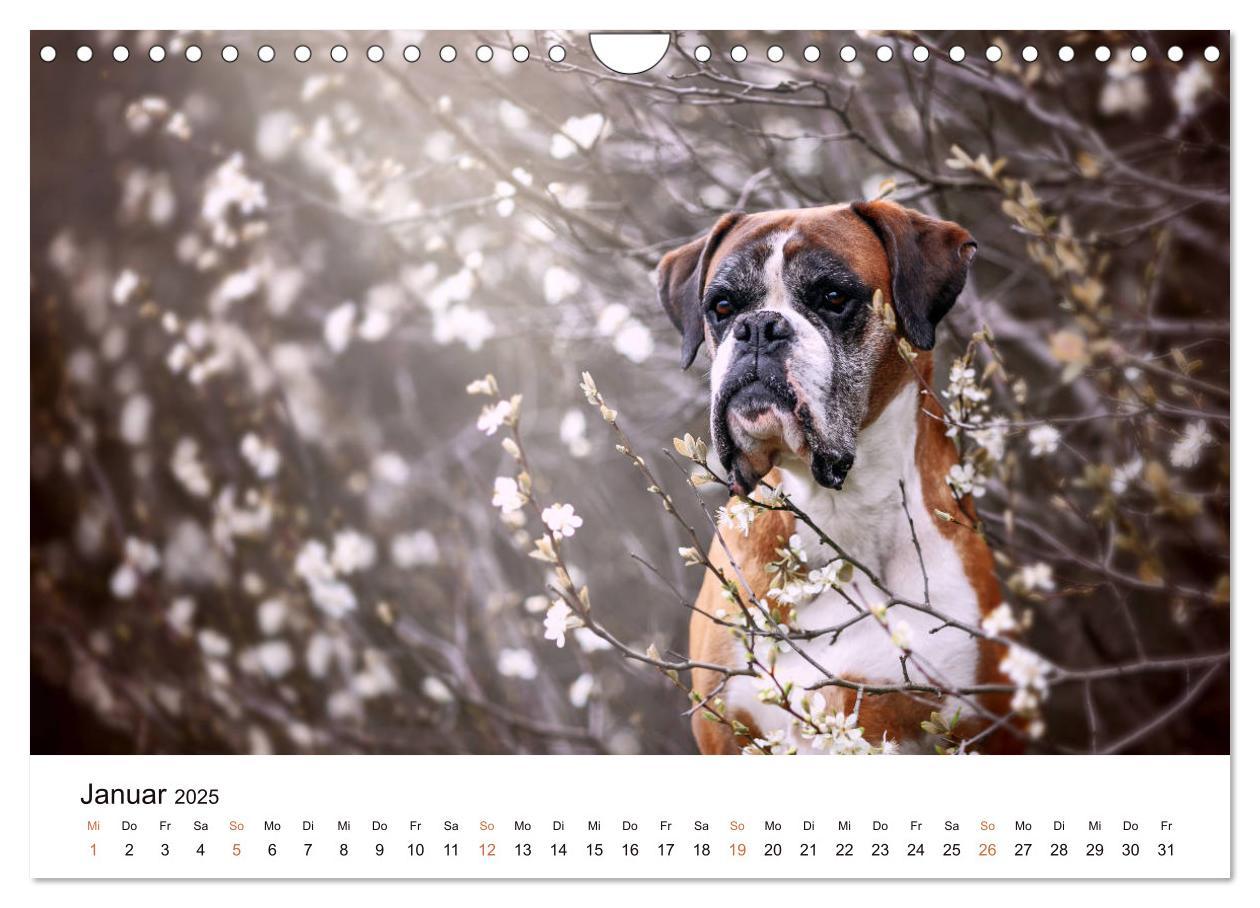 Bild: 9783435160907 | Deutscher Boxer (Wandkalender 2025 DIN A4 quer), CALVENDO...