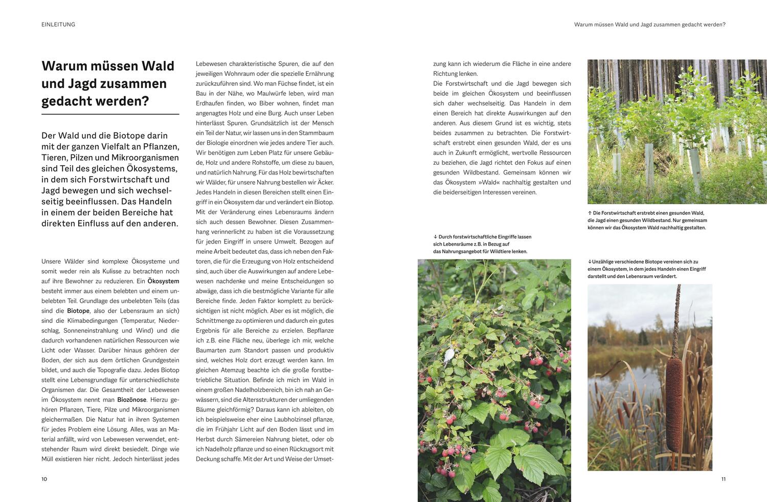 Bild: 9783967471168 | Waldbau für Jäger | Beatrice Jäger | Buch | 216 S. | Deutsch | 2023