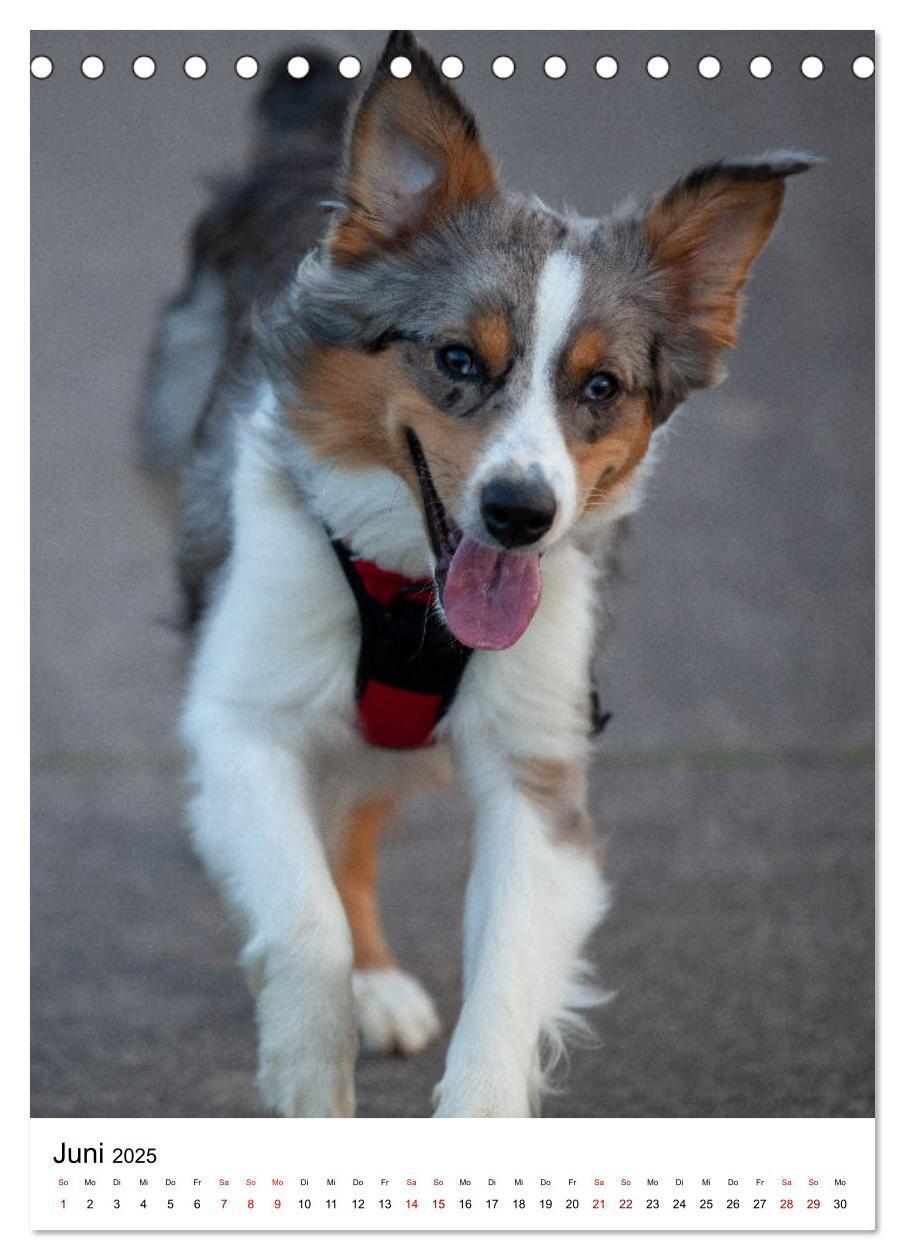 Bild: 9783435928606 | Hermine - Ein Jahr mit einem Mini Australian Shepherd...