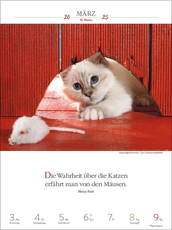 Bild: 9783731877226 | Literaturkalender Katzen 2025 | Verlag Korsch | Kalender | 54 S.