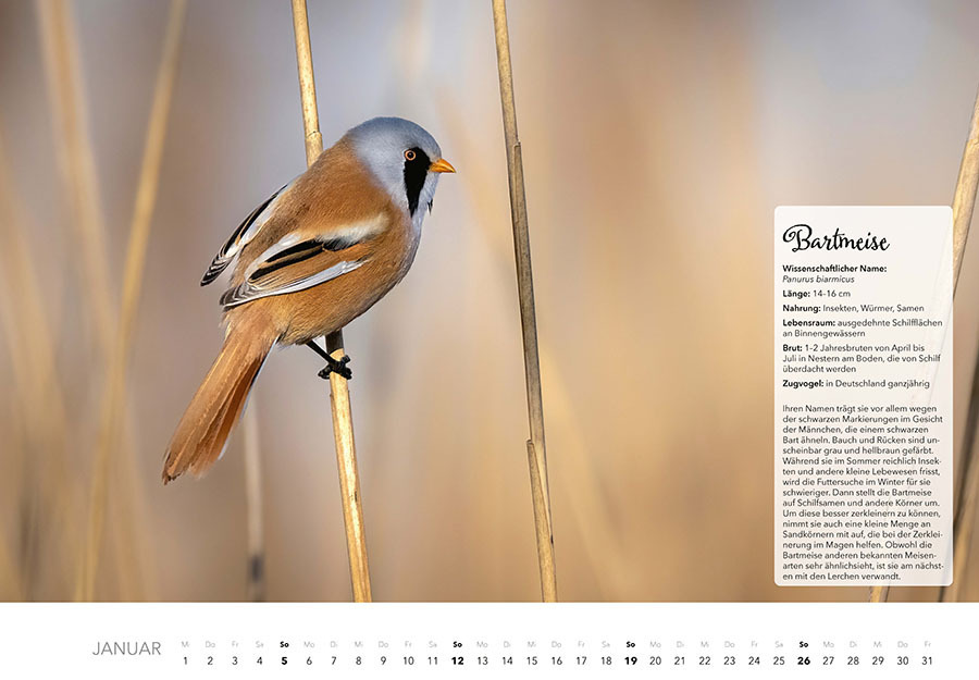 Bild: 9783966648370 | Unsere Gartenvögel Kalender 2025 | Kalender | Spiralbindung | 14 S.