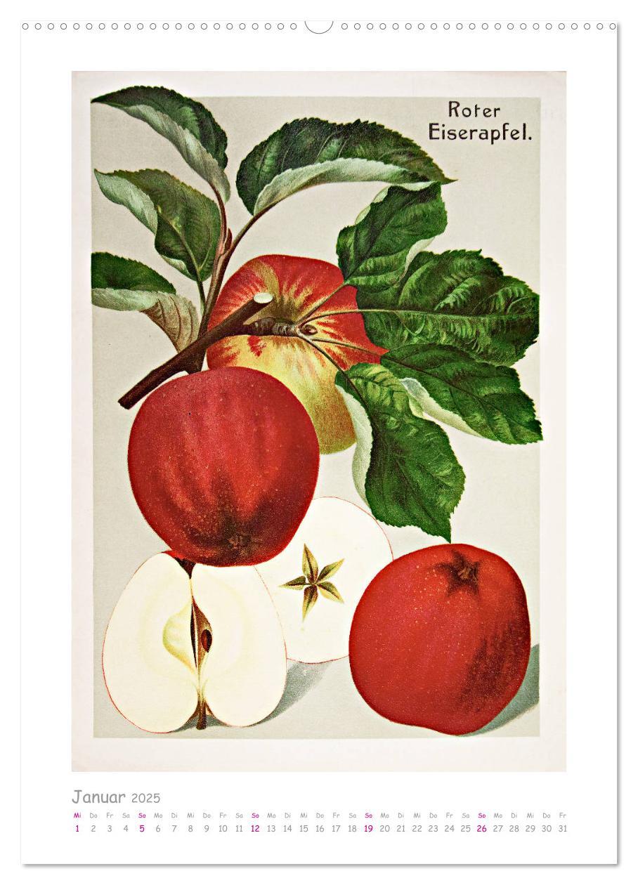 Bild: 9783435975921 | Äpfel/Appels. Alte ostfriesische Sorten (Wandkalender 2025 DIN A2...