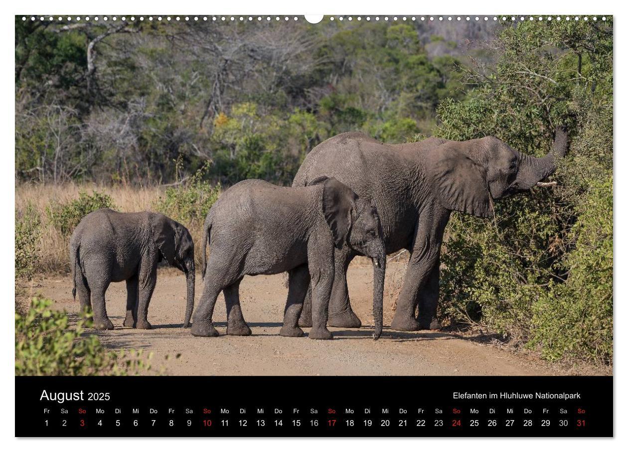 Bild: 9783435573103 | Wunderschönes Südafrika (Wandkalender 2025 DIN A2 quer), CALVENDO...