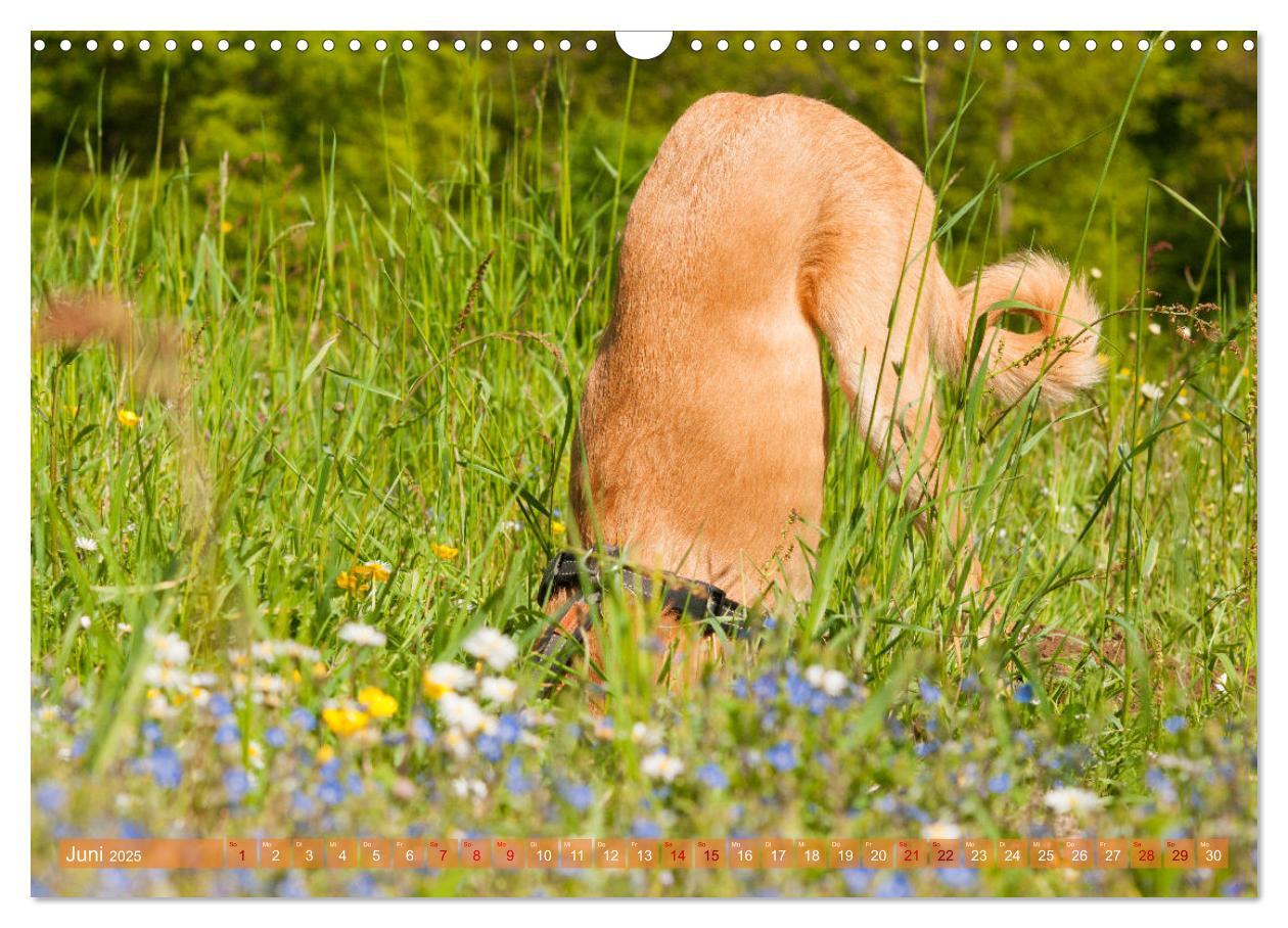 Bild: 9783435025718 | Witziger Windhund - Portugiesischer Galgo (Wandkalender 2025 DIN A3...