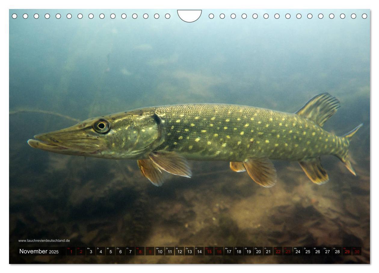 Bild: 9783435426034 | Tauchrevier Deutschland - Der Hecht (Esox lucius) (Wandkalender...