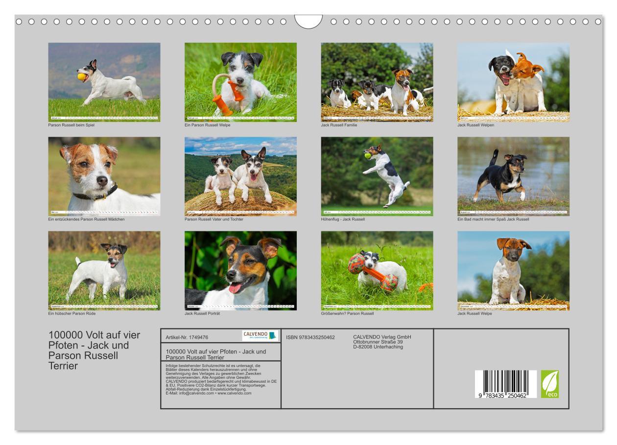 Bild: 9783435250462 | 100000 Volt auf vier Pfoten - Jack und Parson Russell Terrier...