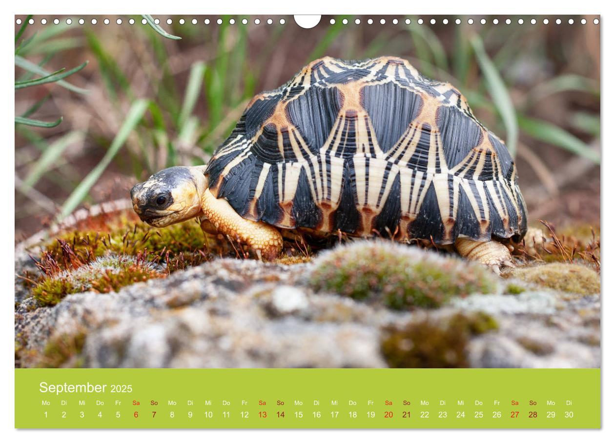 Bild: 9783435315505 | Meine Schildkröten (Wandkalender 2025 DIN A3 quer), CALVENDO...