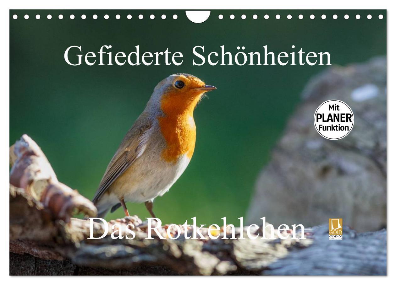 Cover: 9783383342202 | Gefiederte Schönheiten - Das Rotkehlchen / Planer (Wandkalender...