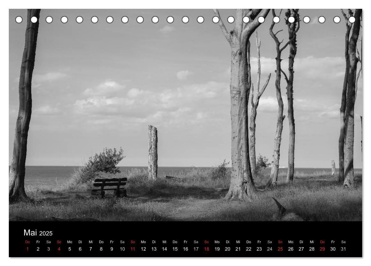 Bild: 9783435776924 | Bäume trees 2025 (Tischkalender 2025 DIN A5 quer), CALVENDO...