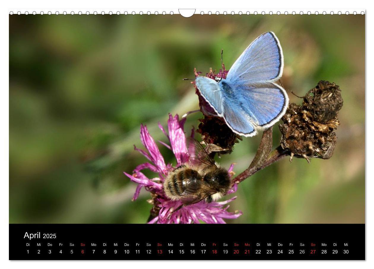 Bild: 9783435728855 | Heimische Schmetterlinge (Wandkalender 2025 DIN A3 quer), CALVENDO...