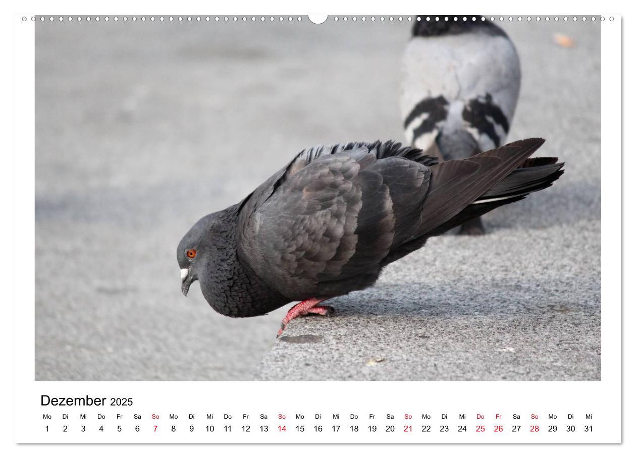 Bild: 9783435755899 | Geliebte Tauben (Wandkalender 2025 DIN A2 quer), CALVENDO...