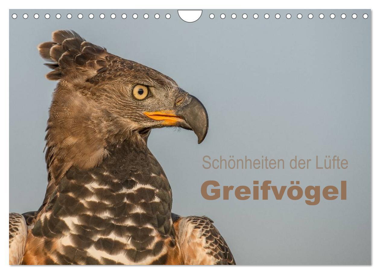Cover: 9783675585560 | Schönheiten der Lüfte - Greifvögel (Wandkalender 2024 DIN A4 quer),...