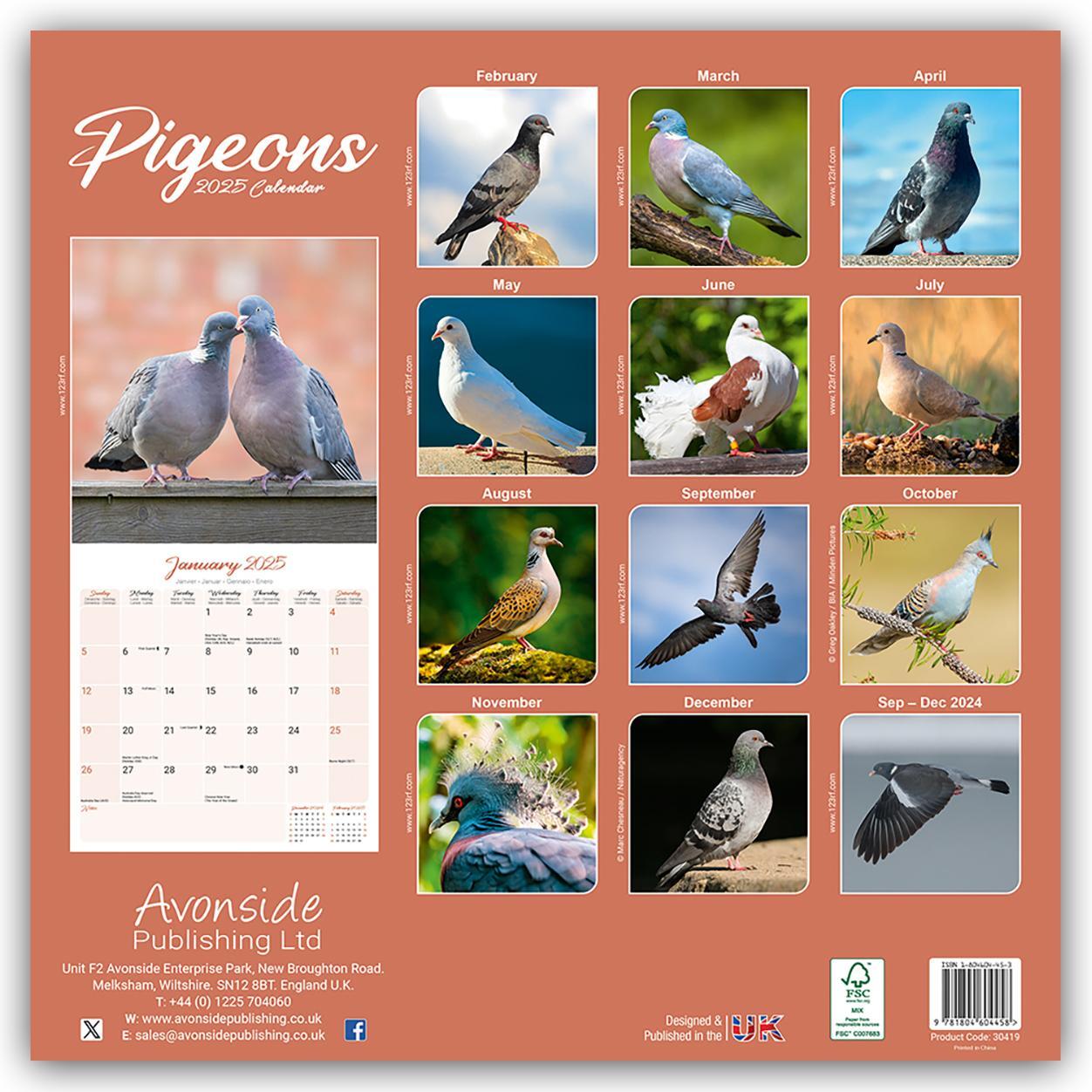 Rückseite: 9781804604458 | Pigeons - Tauben 2025 - 16-Monatskalender | Avonside Publishing Ltd