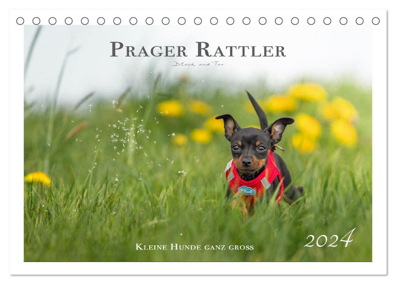 Cover: 9783675798526 | Prager Rattler - Black and Tan - Kleine Hunde ganz groß...