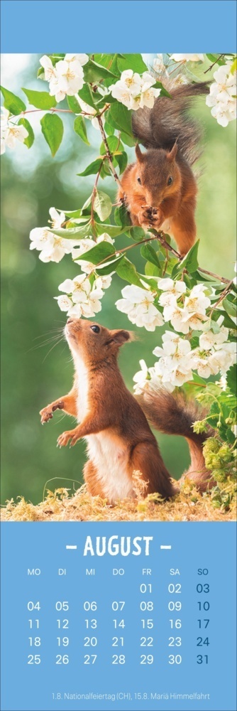 Bild: 9783756407293 | Eichhörnchen Lesezeichen &amp; Kalender 2025 | Geert Weggen | Kalender