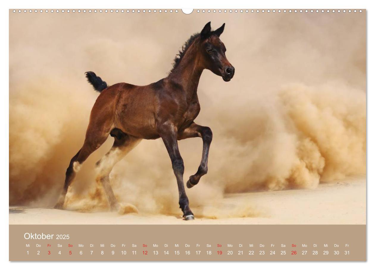 Bild: 9783435677948 | Pferde ¿ Araber im Wüstensand (hochwertiger Premium Wandkalender...