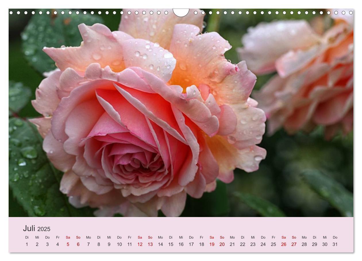 Bild: 9783435453221 | Rosen Reigen im Garten (Wandkalender 2025 DIN A3 quer), CALVENDO...