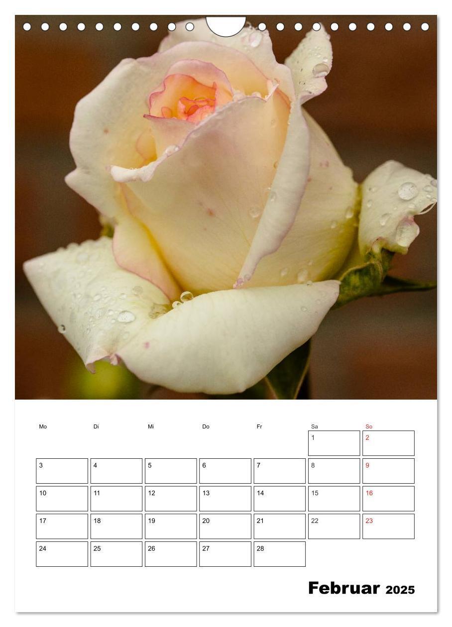 Bild: 9783457022283 | Zauberhafte Rosen (Wandkalender 2025 DIN A4 hoch), CALVENDO...